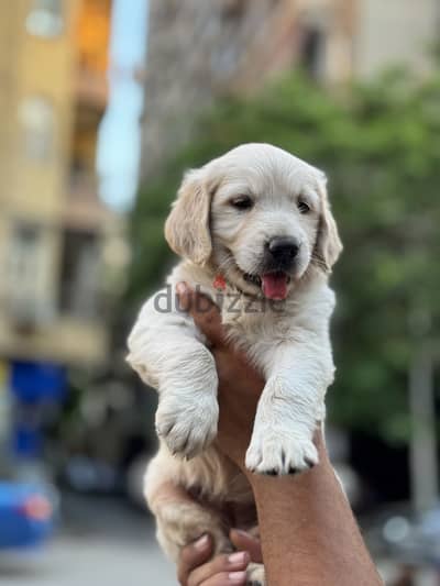 Golden retriever جولدن ريتريفير