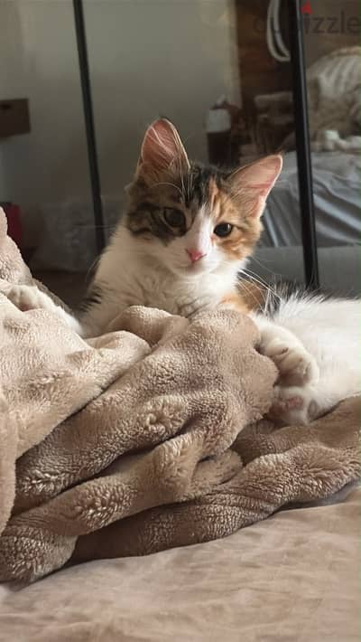 Cute kitten for adoption