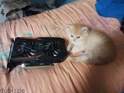 Gtx٠1050 2gb