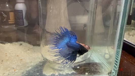 Betta fighter فايتر