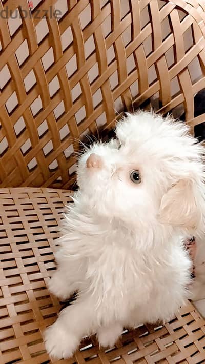 Mini Havanese Female Puppy