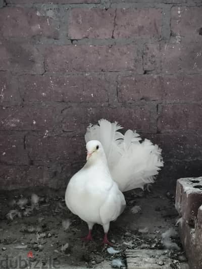 حمام هزاز