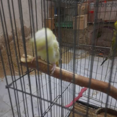 ثلاث قصوص روز