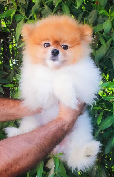 male pomeranian tea cup بومارينين للزواج تي كب ولد