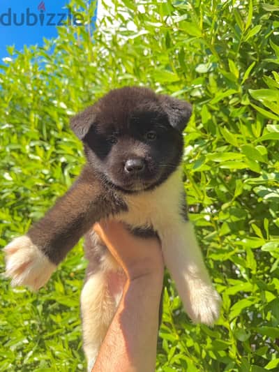 American akita