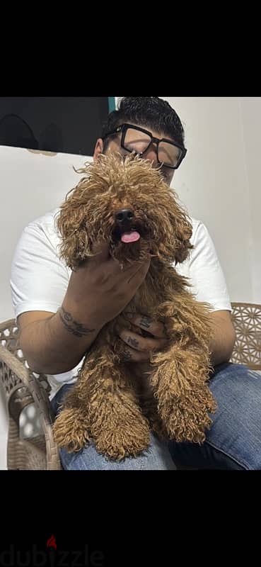toy poodle توي بودل بنت سنة و نص جاهزة لاجواز في خلال شهر
