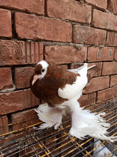 حمام نفاخ