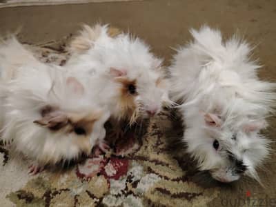 غنيا بيج normal hair