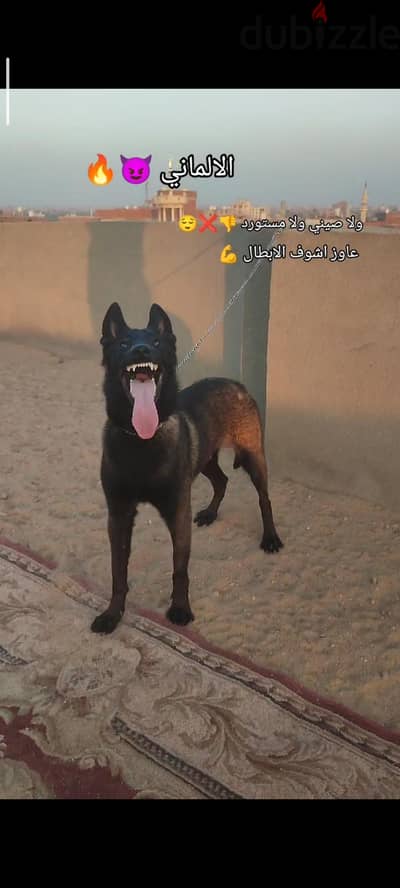دكر مالينو