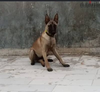 جرويه مالينو
