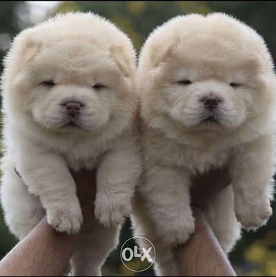 Chow chow puppies  شاو FCIاتشاو تشاو  جراوىاقوى مستويات