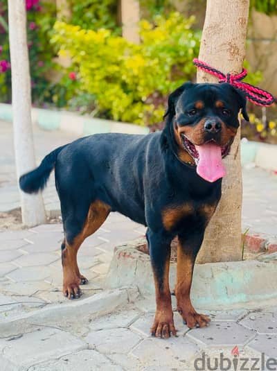 دكر روت وايلر سنتين و ٤ شهور بالبديجري Rottweiler