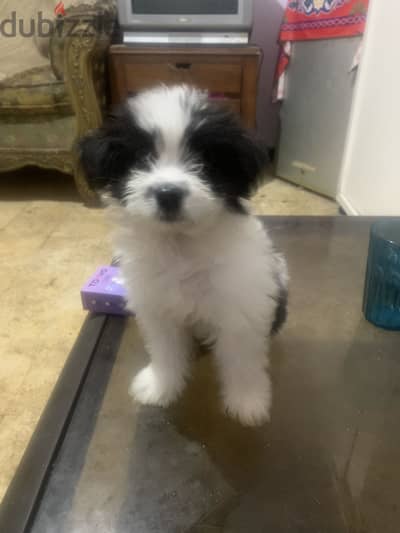 Mix griffin and maltese mini