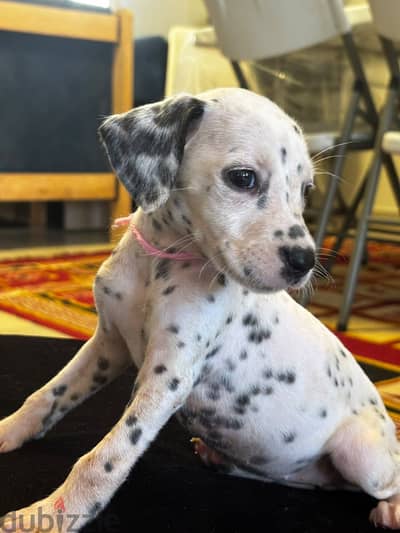 Dalmatian Puppies