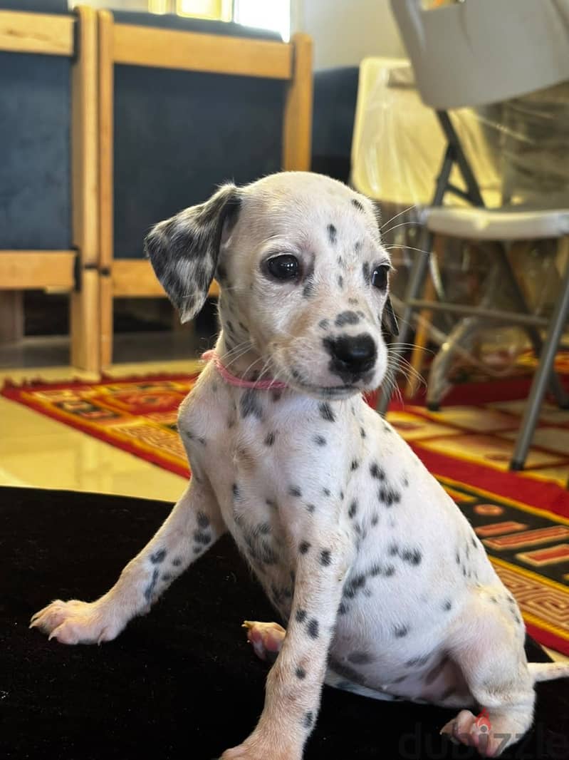 Dalmatian Puppies 1