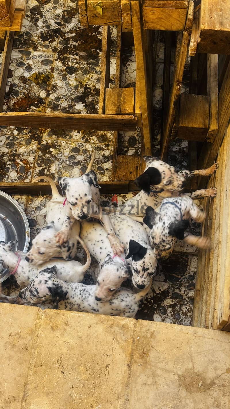 Dalmatian Puppies 2