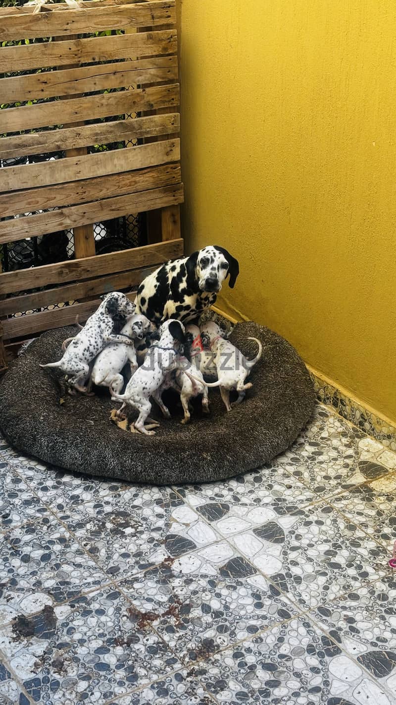 Dalmatian Puppies 3