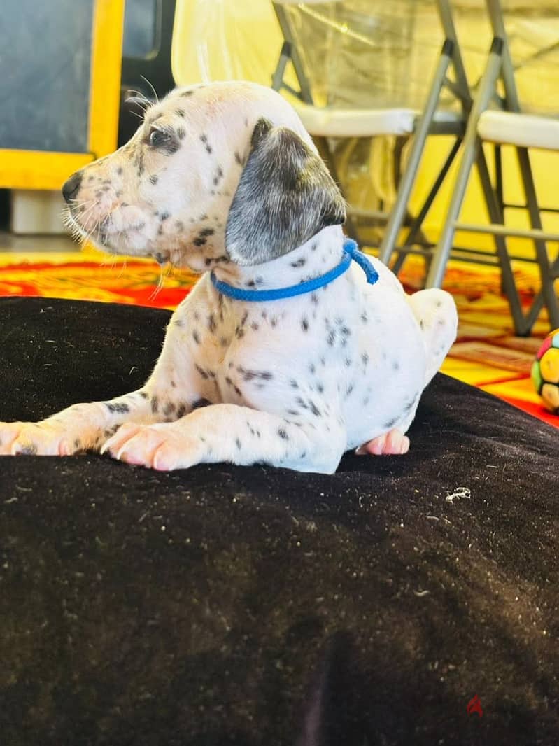 Dalmatian Puppies 4