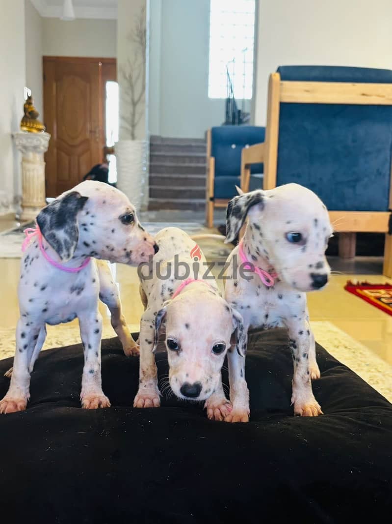Dalmatian Puppies 5