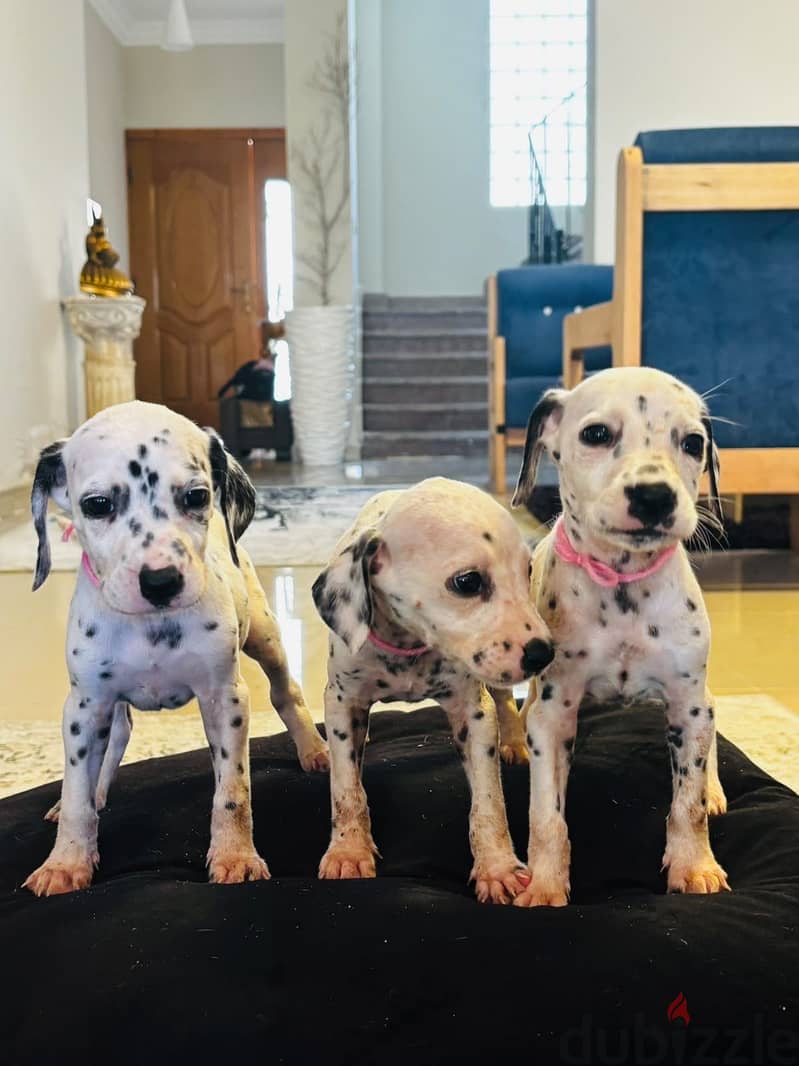 Dalmatian Puppies 6
