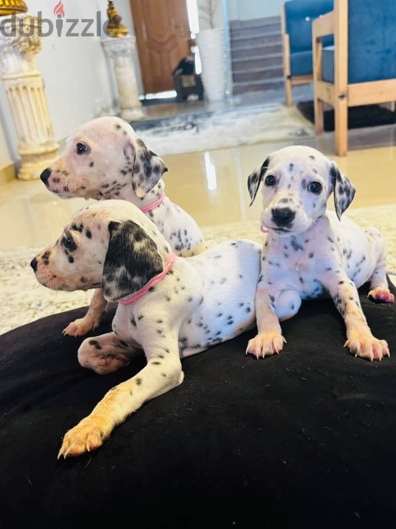 Dalmatian Puppies 7