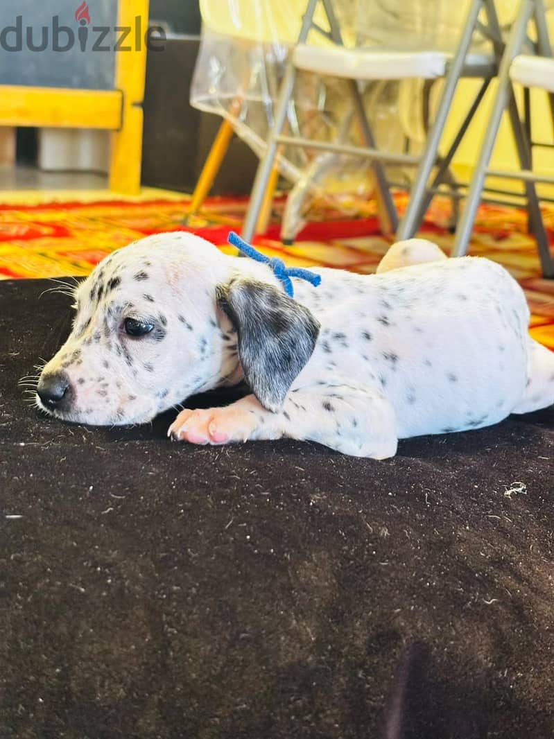 Dalmatian Puppies 8