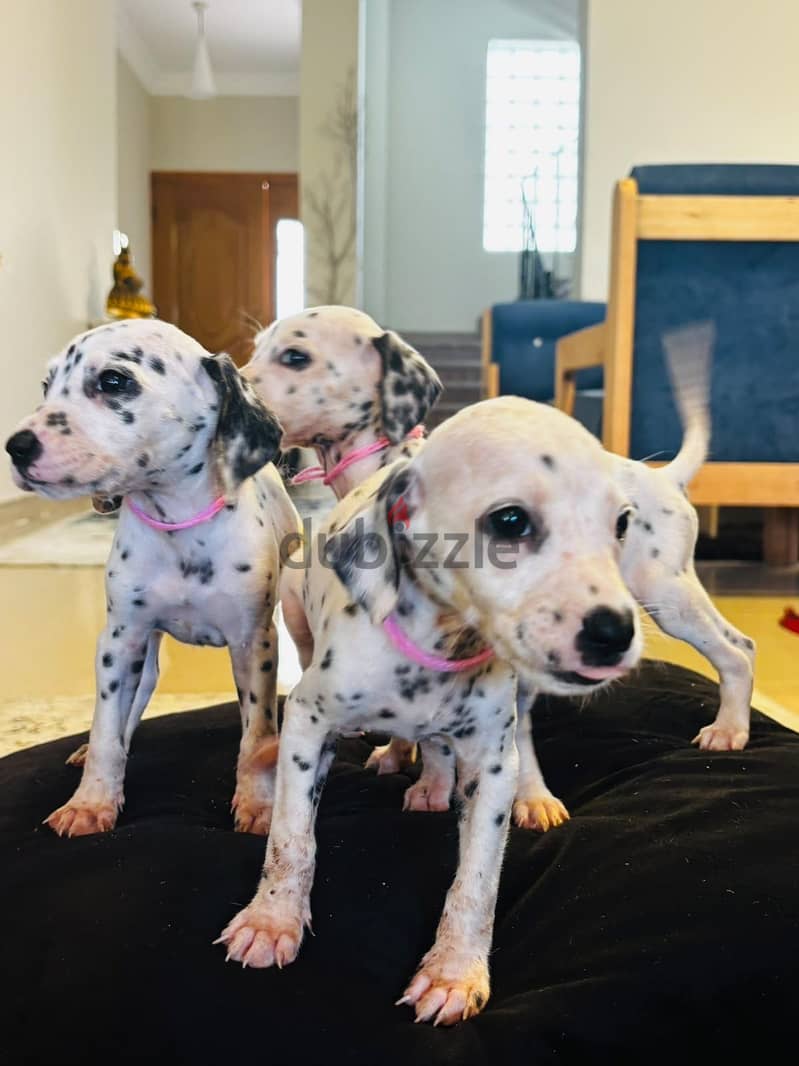 Dalmatian Puppies 9