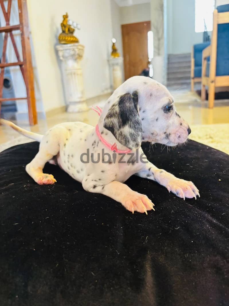Dalmatian Puppies 10