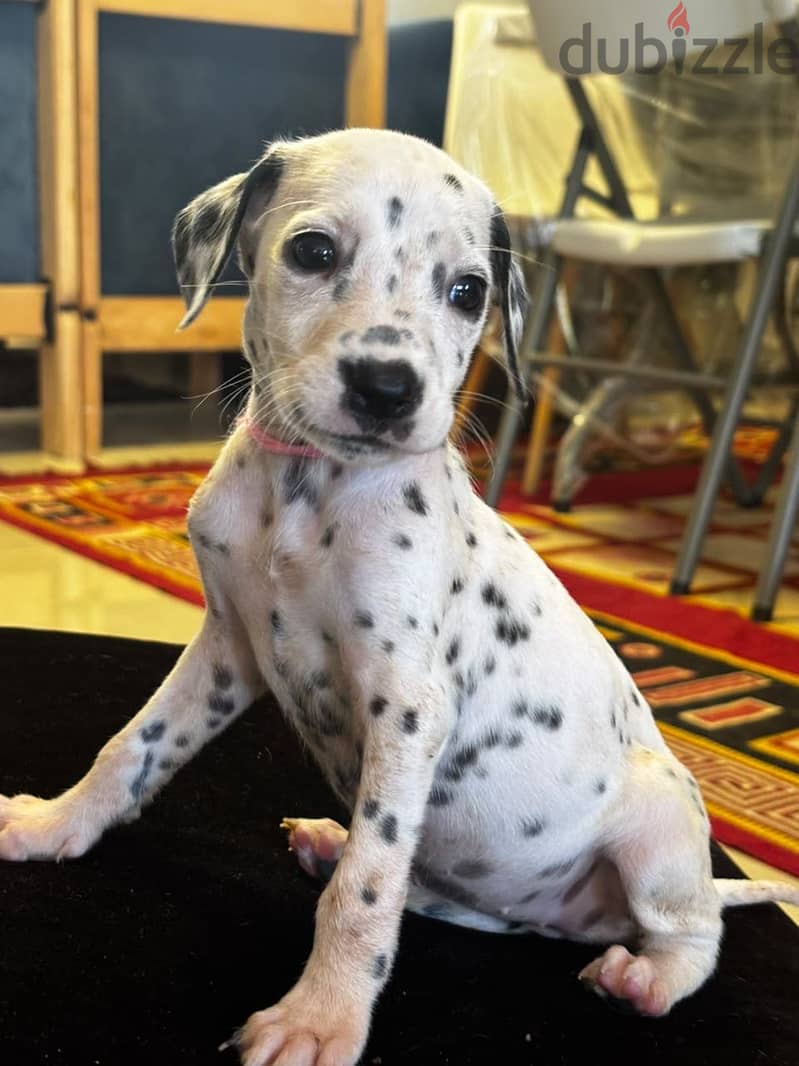 Dalmatian Puppies 11