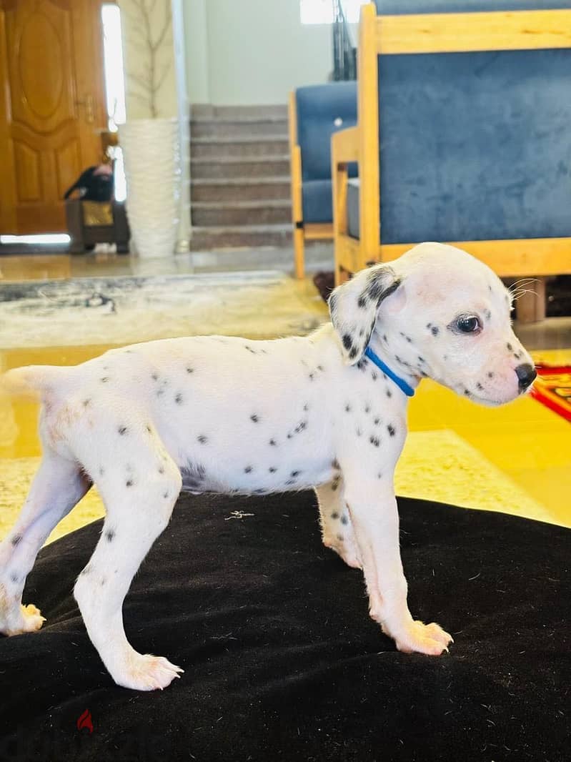 Dalmatian Puppies 12