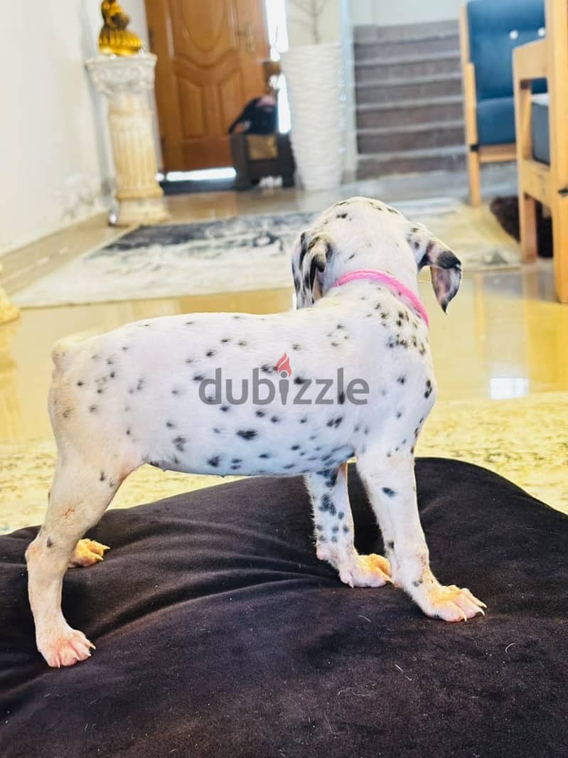 Dalmatian Puppies 13