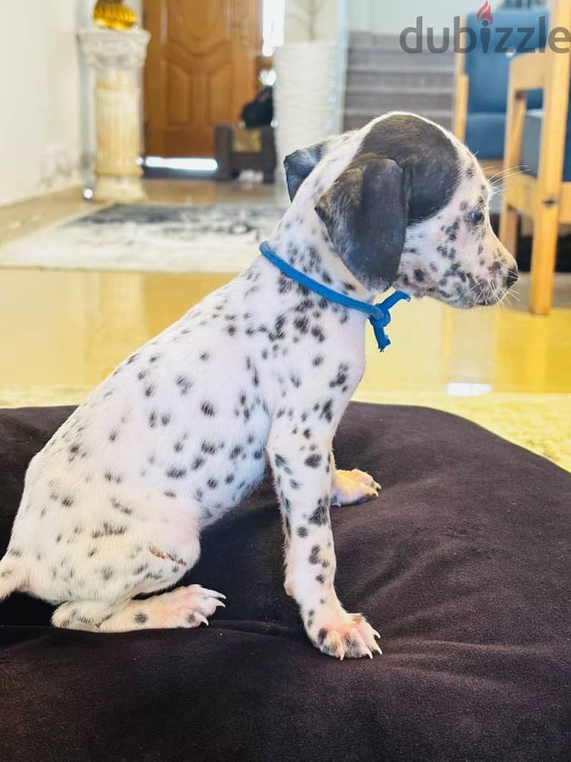 Dalmatian Puppies 14