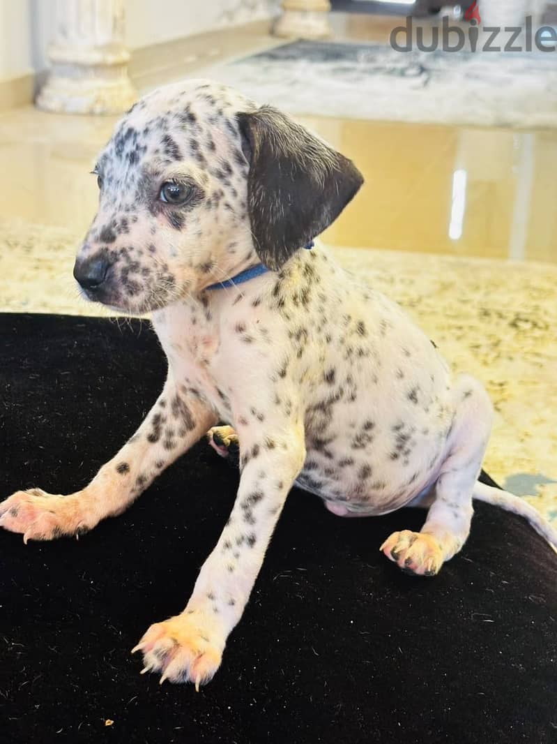 Dalmatian Puppies 15