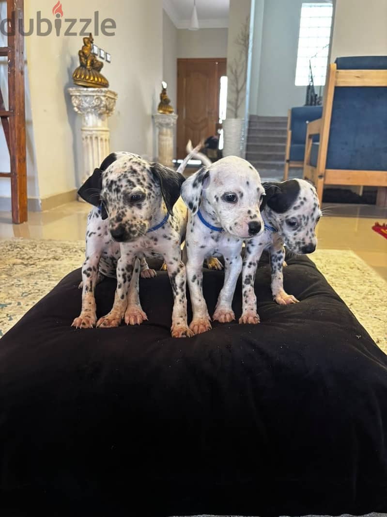 Dalmatian Puppies 16
