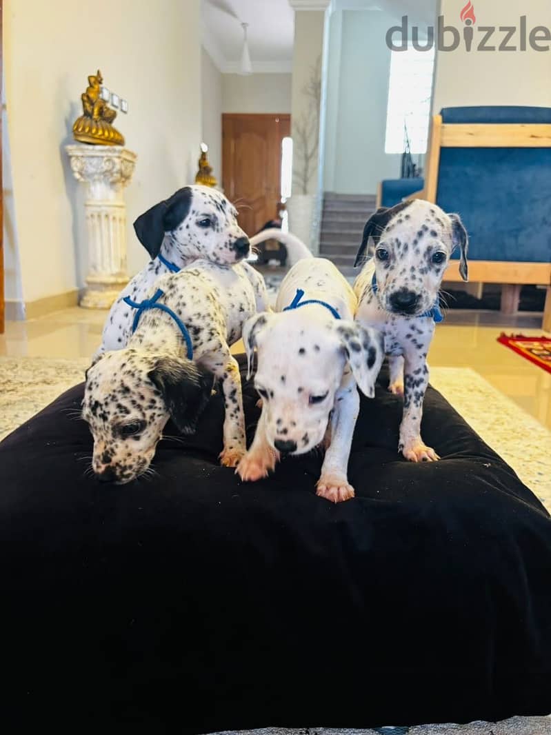 Dalmatian Puppies 17