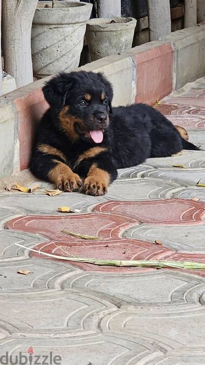 Rottweiler
