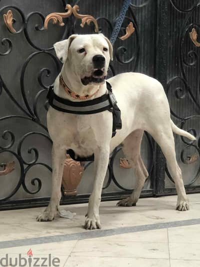 Dogo Argentinao