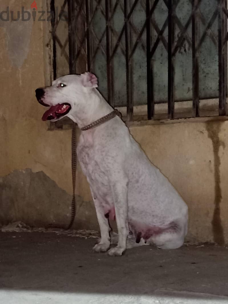 Dogo Argentinao 1
