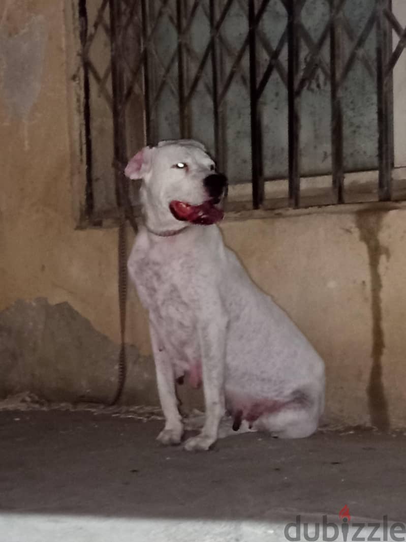 Dogo Argentinao 2