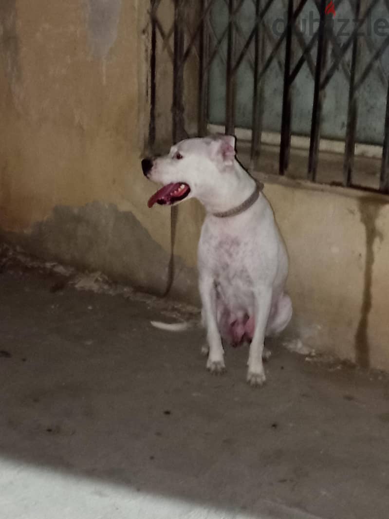 Dogo Argentinao 3
