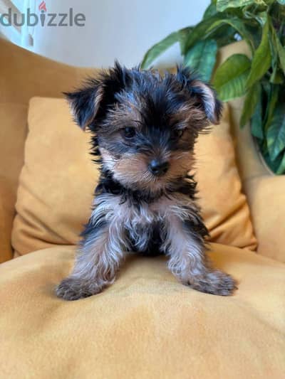 pure Yorkshire male