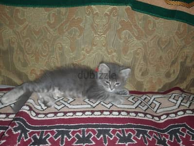 قطط هجين شيرازى للتبنى