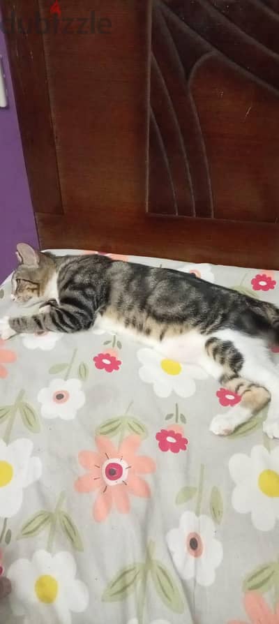 adoption 3 months kitten