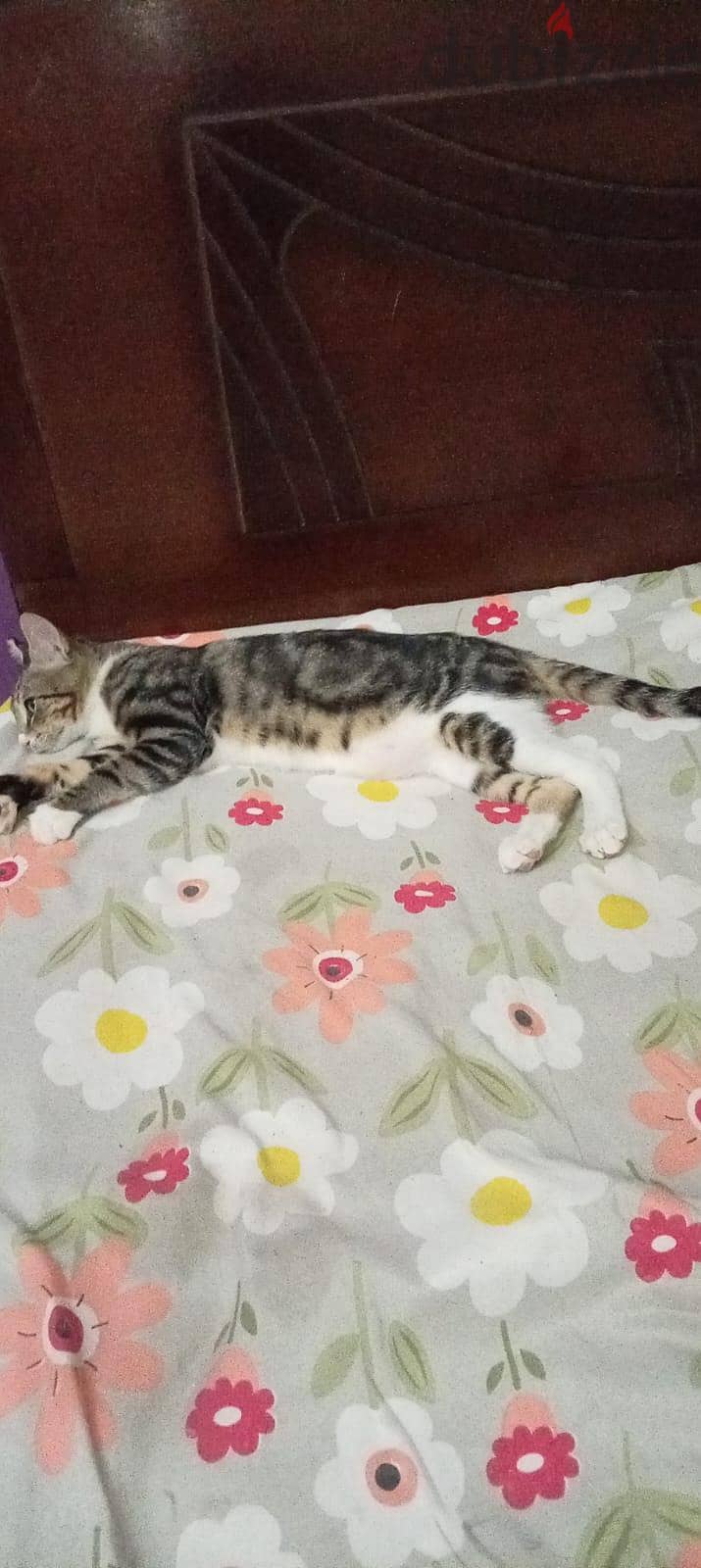 adoption 3 months kitten 1
