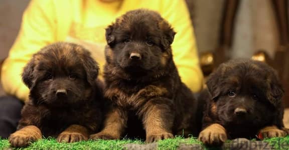 German shepherd puppies male female German جراوي جيرمن شيبرد ذكر انثي