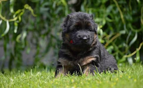 German shepherd  الراعي الألماني  جراوي جيرمن شيبرد