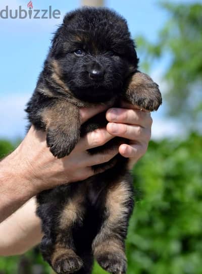German shepherd  الراعي الألماني  جراويت جيرمن شيبرد