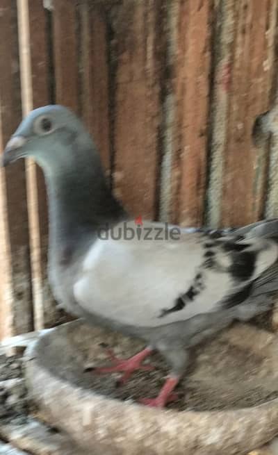 حمام مسفات
