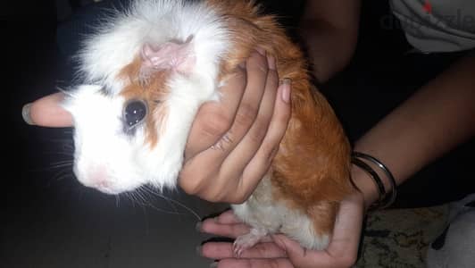 2 Female Abyssinian Guinea Pigs - Pair - 7 Months Old