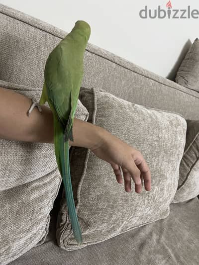 دره هندي
